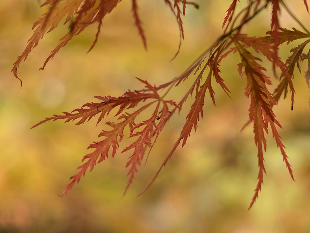 Usa-Washington State-Renton. Japanese maple in autumn